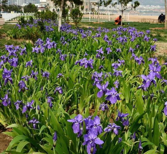 首页 供应产品 沭阳县鼎好苗木园艺场 观赏型芳香植物_鸢尾花卉花苗