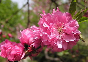 春季观赏价高的花木 碧桃