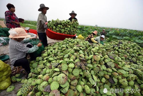 农产品的利润都被谁抢了 新政推体系升级,包地大户可要大赚了